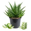 Aloe Vera Live Plant 2 Inch Pot - Succulent Houseplant Indoor Outdoor - Image 1