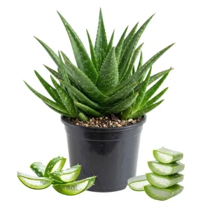 Aloe Vera Live Plant 2 Inch Pot - Succulent Houseplant Indoor Outdoor - Image 1