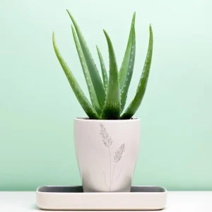 Aloe Vera Live Plant 2 Inch Pot - Succulent Houseplant Indoor Outdoor - Image 5