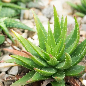 Aloe Vera Live Plant 2 Inch Pot - Succulent Houseplant Indoor Outdoor - Image 6