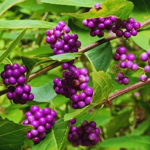 American Beautyberry Live Plant - 4 Inch Pot, Purple Fall Berries, Zones 6-10 - Image 2