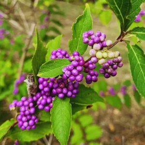 American Beautyberry Live Plant - 4 Inch Pot, Purple Fall Berries, Zones 6-10 - Image 3