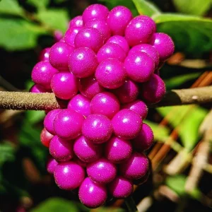 American Beautyberry Live Plant - 4 Inch Pot, Purple Fall Berries, Zones 6-10 - Image 4