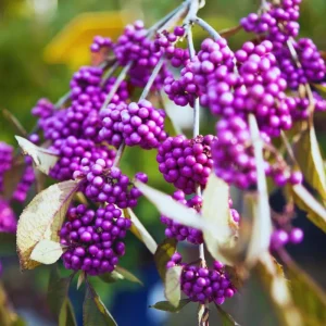 American Beautyberry Live Plant - 4 Inch Pot, Purple Fall Berries, Zones 6-10 - Image 5