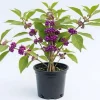 American Beautyberry Live Plant - 4 Inch Pot, Purple Fall Berries, Zones 6-10 - Image 1