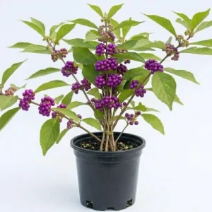 American Beautyberry Live Plant - 4 Inch Pot, Purple Fall Berries, Zones 6-10 - Image 1