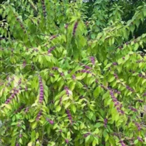 American Beautyberry Live Plant – Callicarpa Americana Shrub – 6-12