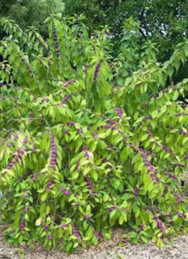 American Beautyberry Live Plant – Callicarpa Americana Shrub – 6-12" Tall – 2.5" Pot - Image 2