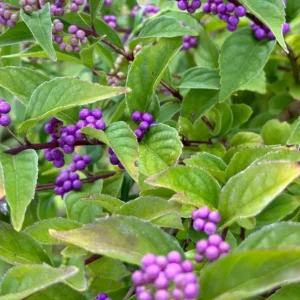 American Beautyberry Live Plant – Callicarpa Americana Shrub – 6-12