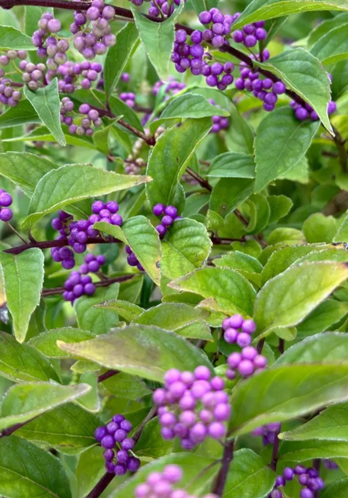 American Beautyberry Live Plant – Callicarpa Americana Shrub – 6-12" Tall – 2.5" Pot - Image 3