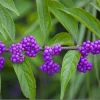 American Beautyberry Live Plant – Callicarpa Americana Shrub – 6-12" Tall – 2.5" Pot - Image 1