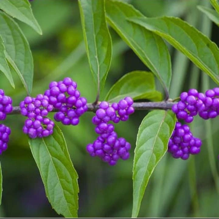 American Beautyberry Live Plant – Callicarpa Americana Shrub – 6-12" Tall – 2.5" Pot - Image 1