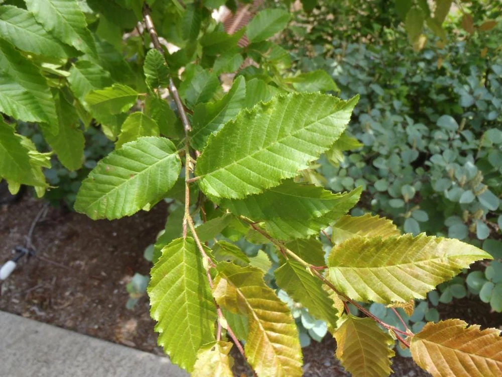 American Hornbeam Live Plant – 36-42" Tall – 1 Gallon Container – Outdoor Tree - Image 2