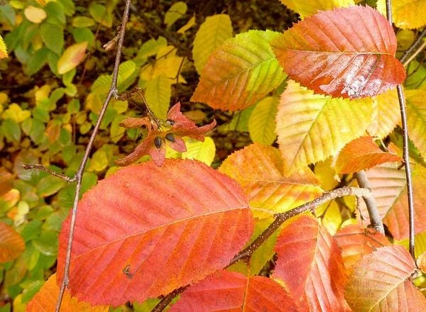 American Hornbeam Live Plant – 36-42" Tall – 1 Gallon Container – Outdoor Tree - Image 3