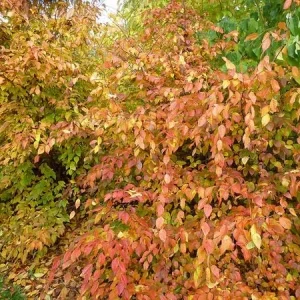 American Hornbeam Live Plant – 36-42
