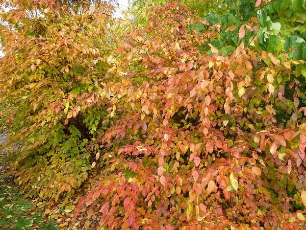 American Hornbeam Live Plant – 36-42" Tall – 1 Gallon Container – Outdoor Tree - Image 4