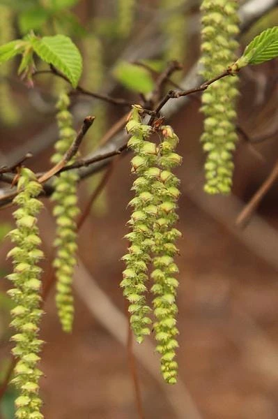 American Hornbeam Live Plant – 36-42" Tall – 1 Gallon Container – Outdoor Tree - Image 5