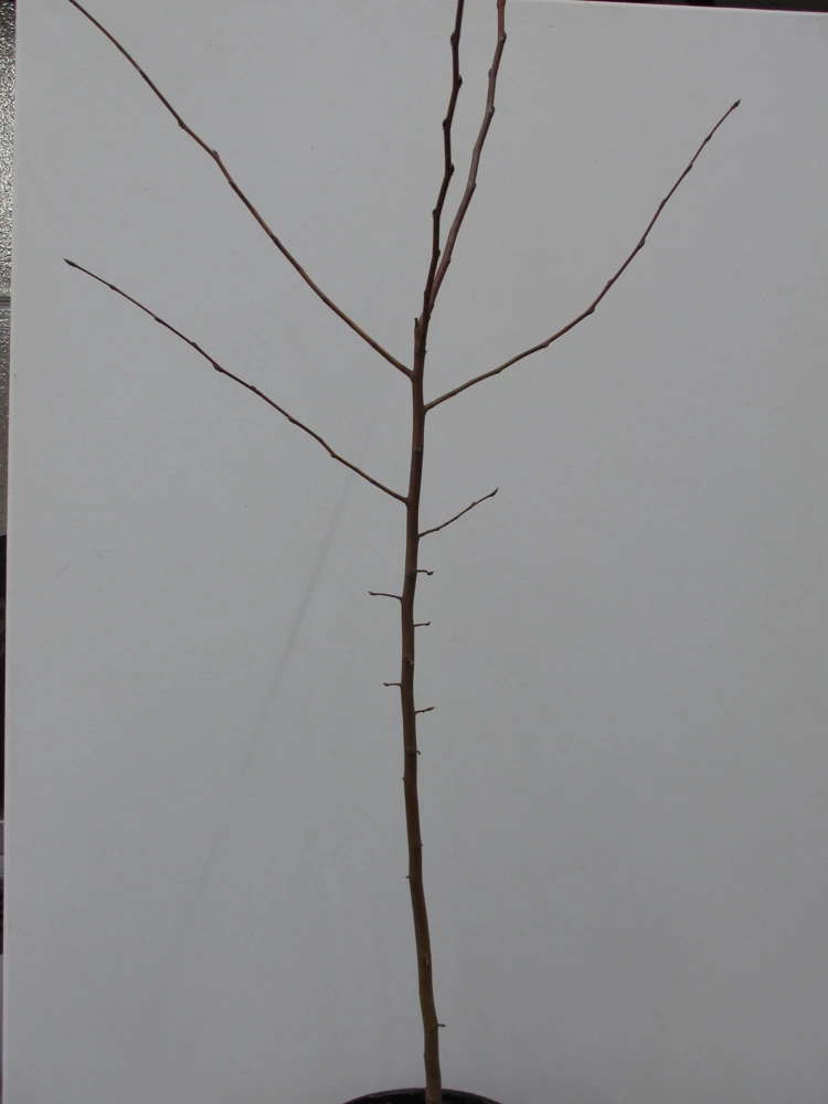 American Hornbeam Live Plant – 36-42" Tall – 1 Gallon Container – Outdoor Tree - Image 6