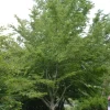 American Hornbeam Live Plant – 36-42" Tall – 1 Gallon Container – Outdoor Tree - Image 1