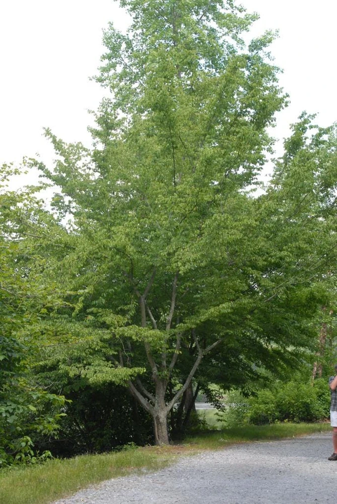American Hornbeam Live Plant – 36-42" Tall – 1 Gallon Container – Outdoor Tree - Image 1
