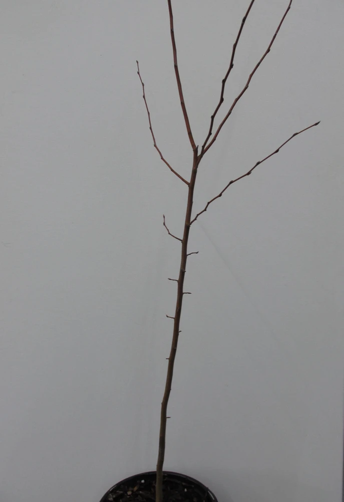 American Hornbeam Live Plant – 36-42" Tall – 1 Gallon Container – Outdoor Tree - Image 7