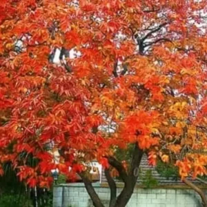 American Persimmon Tree 3 ft. Live Plant – Edible Fruit – Native – Outdoor - Image 1