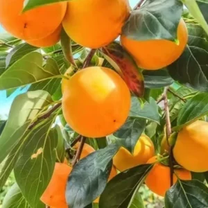 American Persimmon Tree Live Plant – Edible Fruit & Fall Color – 2-3 ft Quart Pot - Image 2