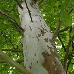 American Sycamore Tree Live Plant – 18-24