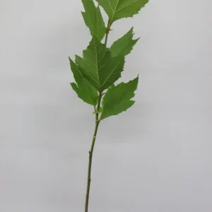 American Sycamore Tree Live Plant – 18-24