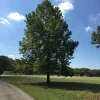 American Sycamore Tree Live Plant – 18-24" Tall – 3.5" Pot – Outdoor Landscaping - Image 1