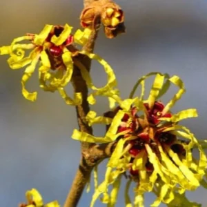 American Witch Hazel Live Plant – 12-18