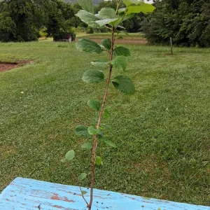 American Witch Hazel Live Plant – 12-18