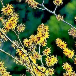American Witch Hazel Live Plant – 12-18