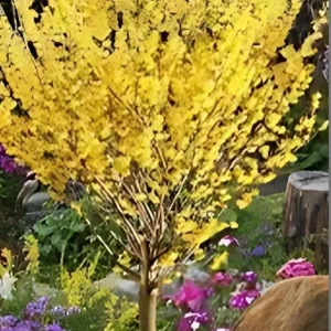 American Witch Hazel Live Plant – 12-18