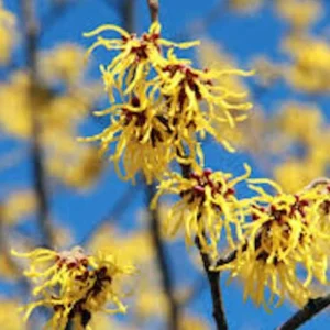 American Witch Hazel Live Plant – 12-18