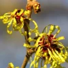 American Witch Hazel Shrub - Hamamelis Virginiana Live Plant, 18-24" Quart Pot - Image 1