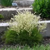 Aruncus Fairy Hair Goats Beard Live Plant - 5.25" Pot - Shade Perennial - Image 1