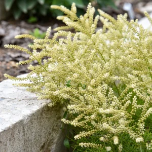 Aruncus Fairy Hair Goats Beard Live Plant - 5.25