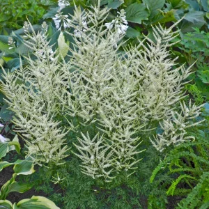 Aruncus Fairy Hair Goats Beard Live Plant - 5.25
