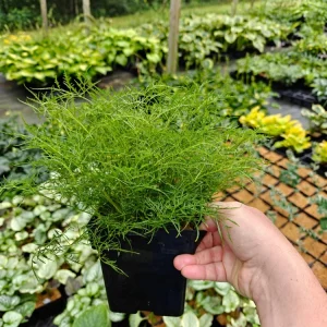 Aruncus Fairy Hair Goats Beard Live Plant - 5.25