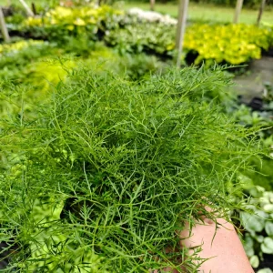 Aruncus Fairy Hair Goats Beard Live Plant - 5.25