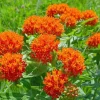 Asclepias Tuberosa Milkweed Live Plant – Butterfly Garden 4 inch Pot - Image 1