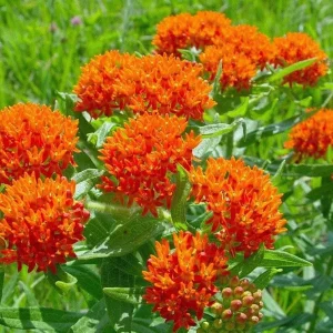 Asclepias Tuberosa Milkweed Live Plant – Butterfly Garden 4 inch Pot - Image 1