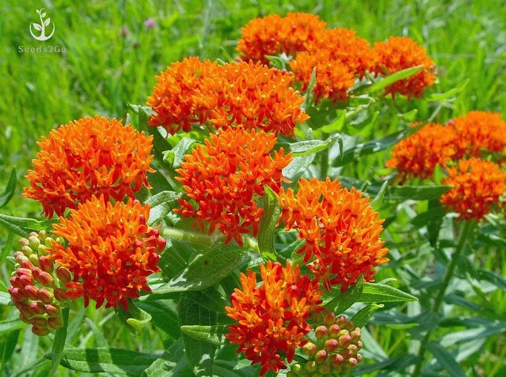 Asclepias Tuberosa Milkweed Live Plant – Butterfly Garden 4 inch Pot - Image 1
