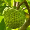 Atemoya Live Plant – 16-20 Inches Tall – 1 Gallon Pot – Tropical Fruit Tree - Image 1