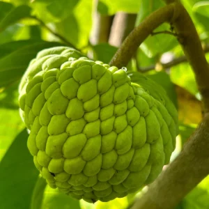 Atemoya Live Plant – 16-20 Inches Tall – 1 Gallon Pot – Tropical Fruit Tree - Image 1