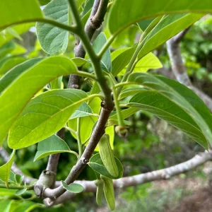 Atemoya Live Plant – 16-20 Inches Tall – 1 Gallon Pot – Tropical Fruit Tree - Image 3