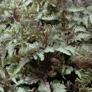 Athyrium niponicum 'Red Beauty' Japanese Painted Fern Live Plant 5.25" Pot Outdoor - Image 1