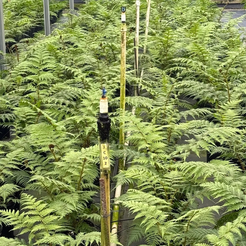 Australian Tree Fern Live Plant – 4in Tall – Indoor/Outdoor Exotic Foliage - Image 2