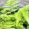Australian Tree Fern Live Plant – 4in Tall – Indoor/Outdoor Exotic Foliage - Image 1